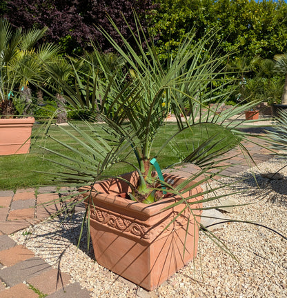 Butia capitata 8 Jahre alt im Übertopf