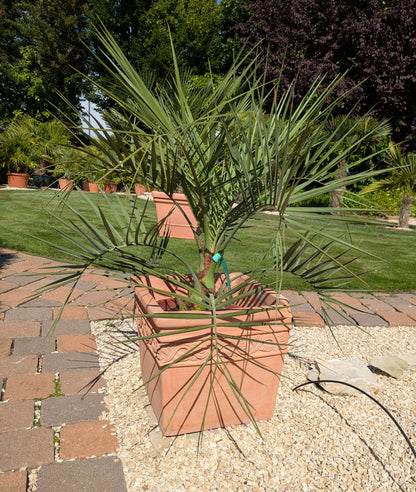 Butia capitata 8 Jahre alt im Schaugarten