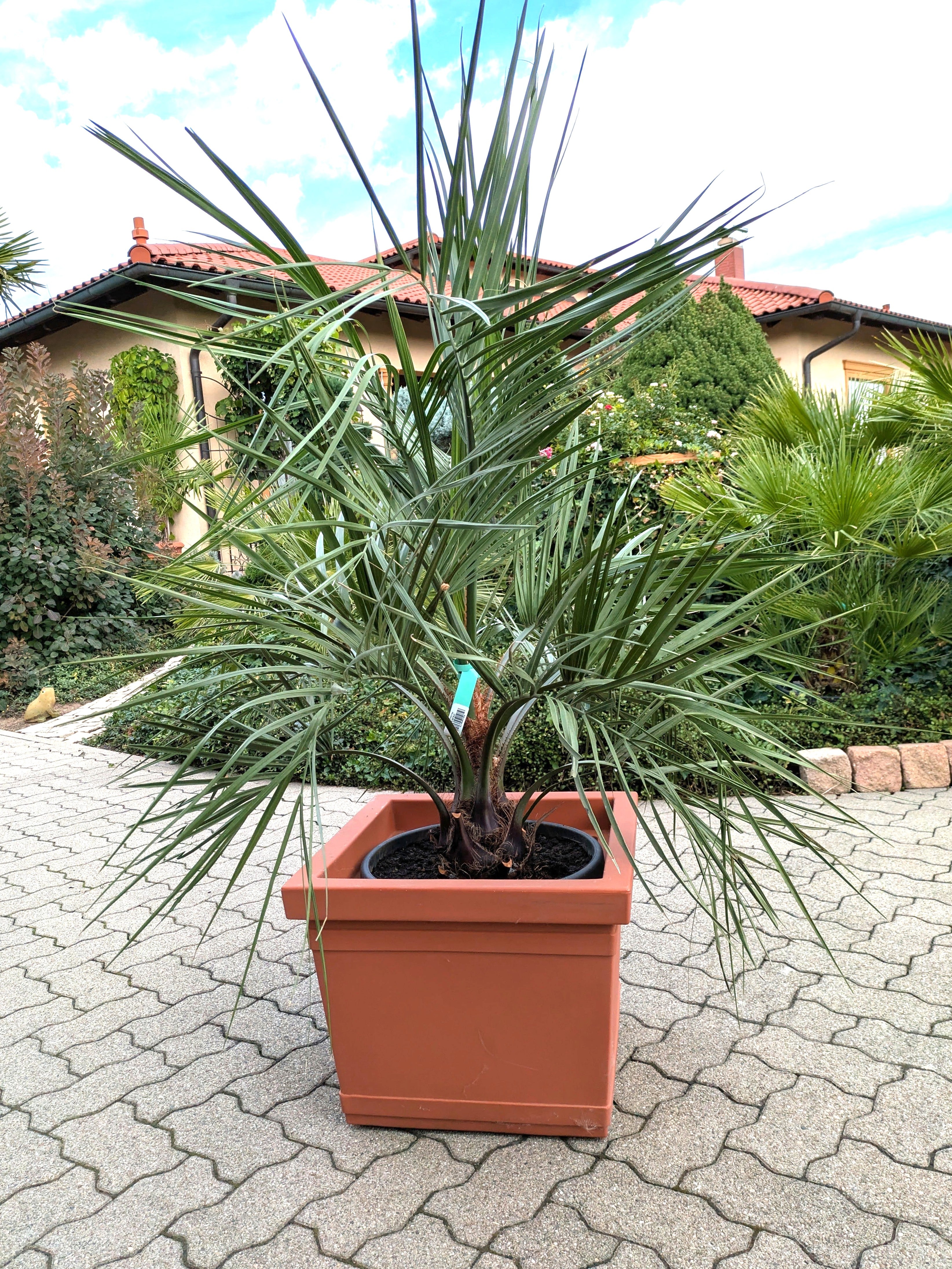 Butia capitata 160cm im Übertopf