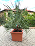 Butia capitata 160cm im Übertopf