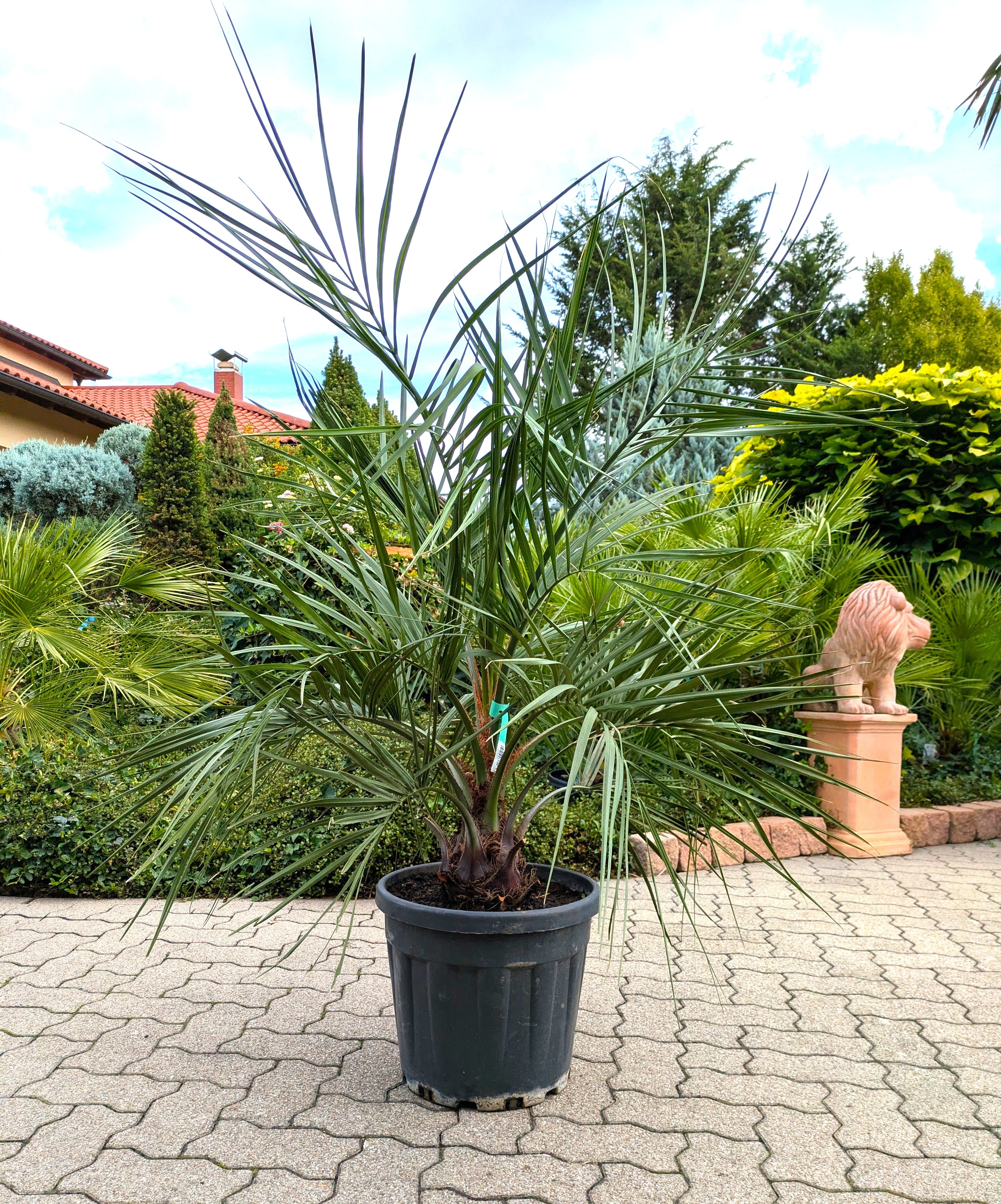 Butia capitata 160cm im Toskanagarten