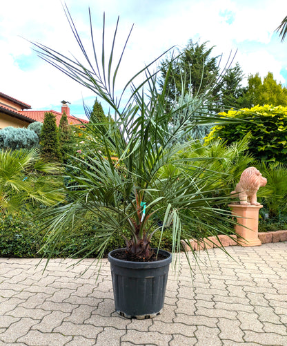 Butia capitata 160cm im Toskanagarten