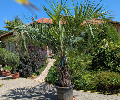 Butia capitata 35 Jahre alt