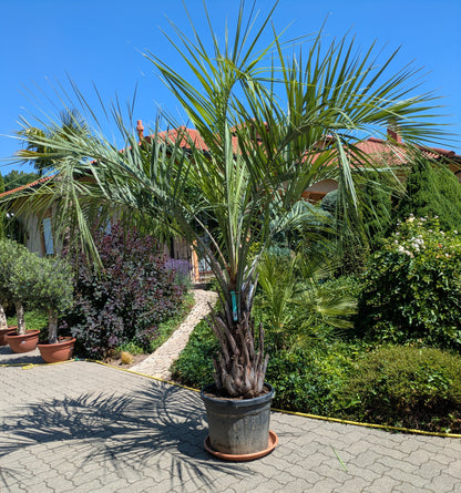 Butia capitata 35 Jahre alt im Toskanagarten