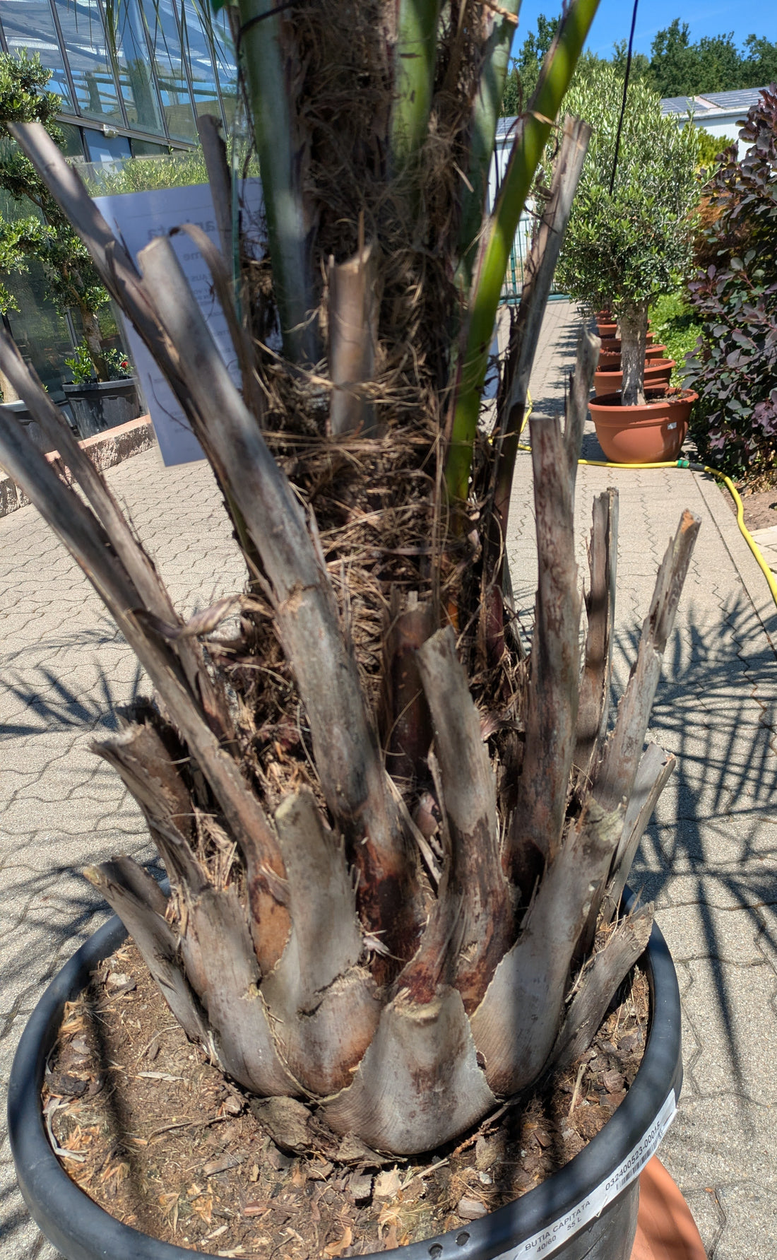 Butia capitata 35 Jahre alt Stamm