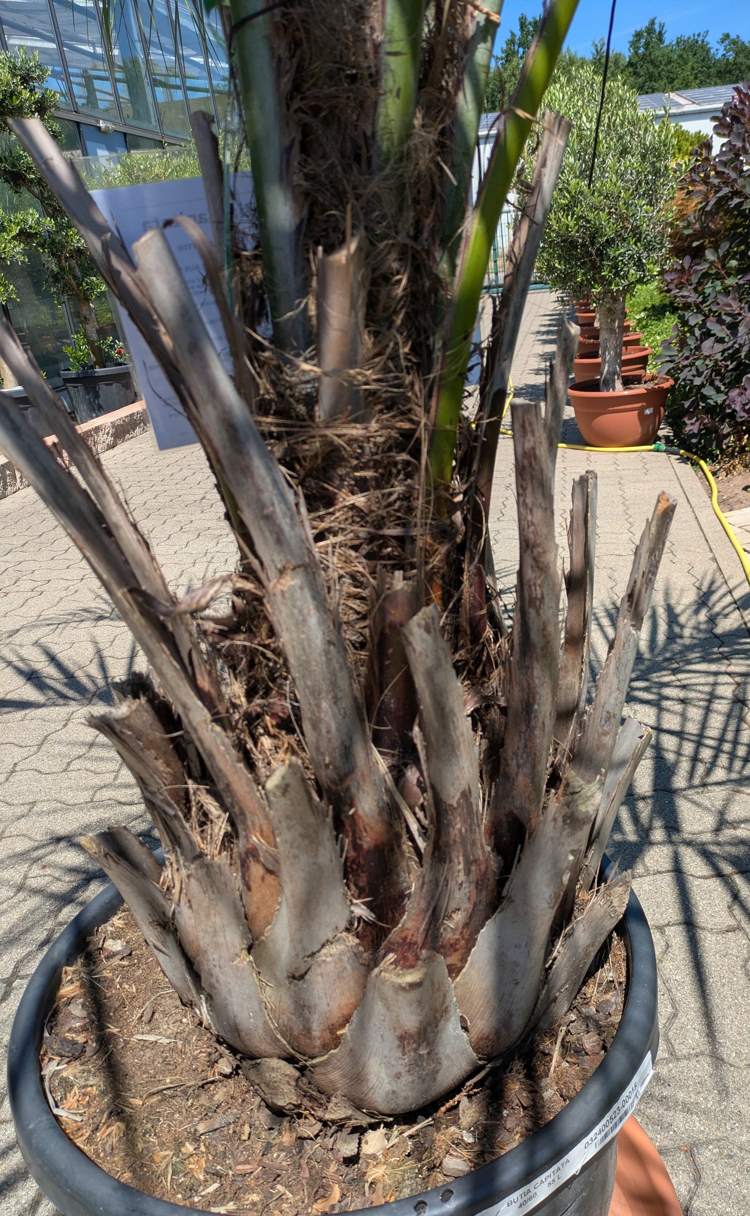 Butia capitata 35 Jahre alt Stamm