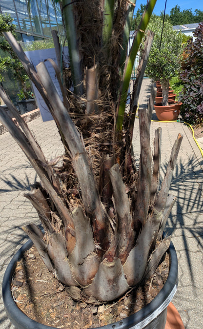 Butia capitata 35 Jahre alt Stamm