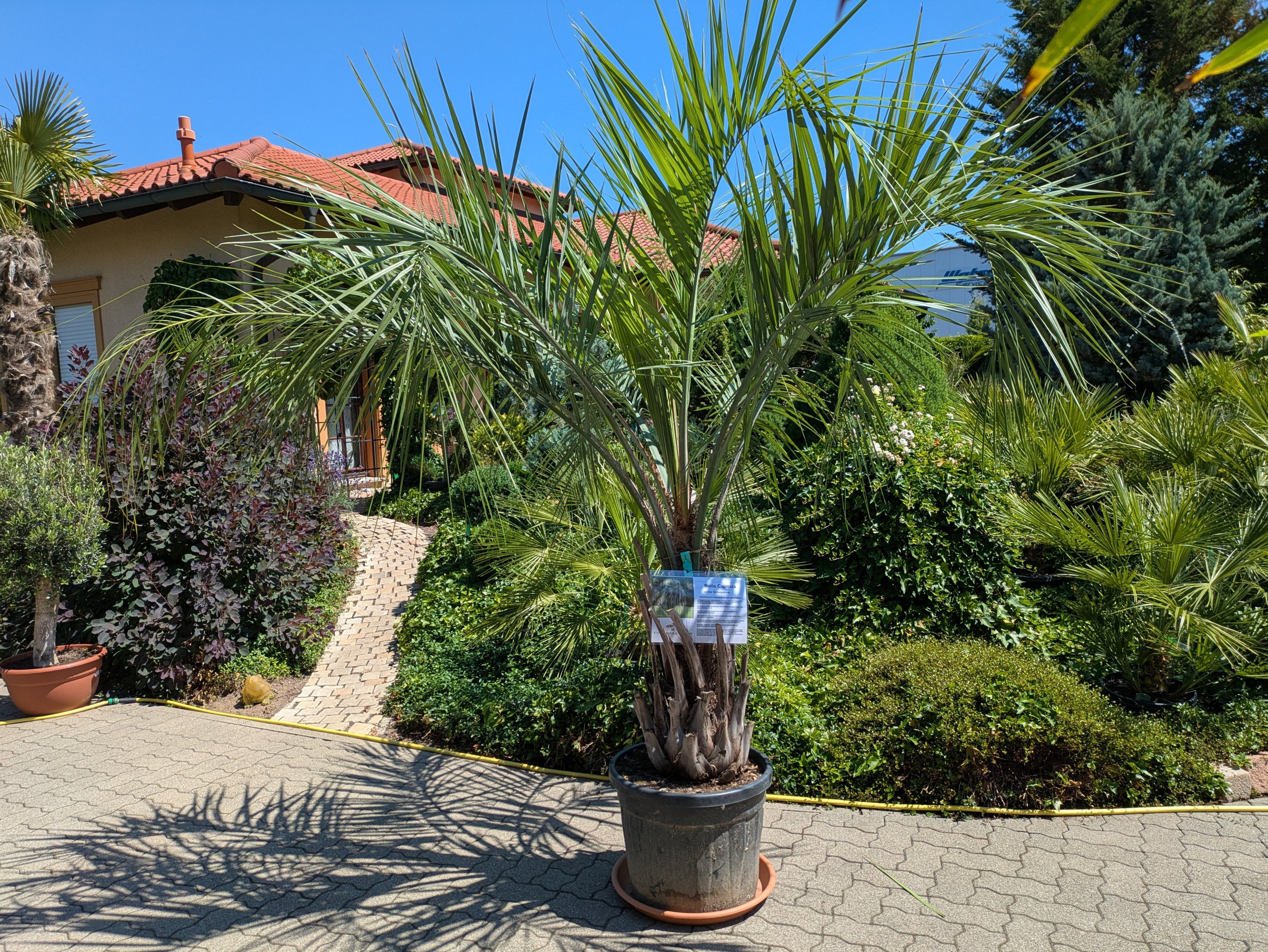 Butia capitata 35 Jahre alt