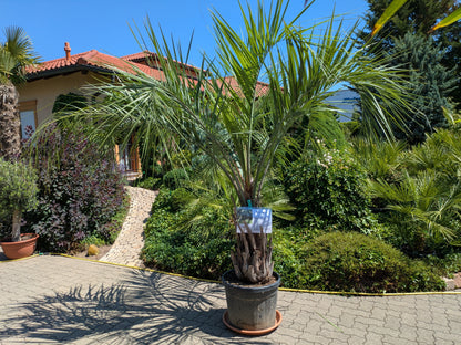 Butia capitata 35 Jahre alt