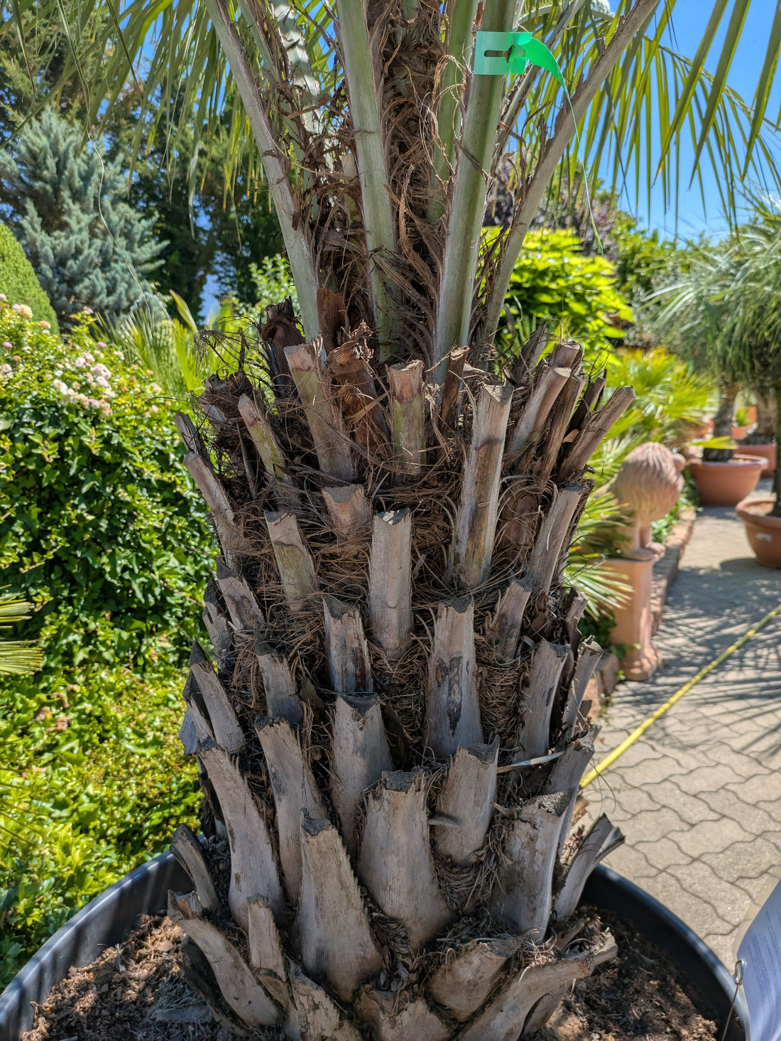 Butia capitata 55 Jahre alte Palmenstamm