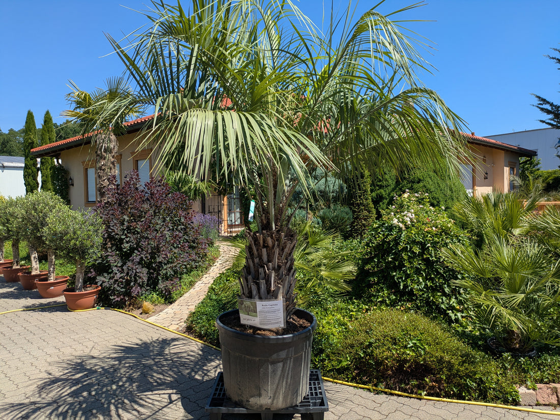 Butia capitata 55 Jahre alte Palme