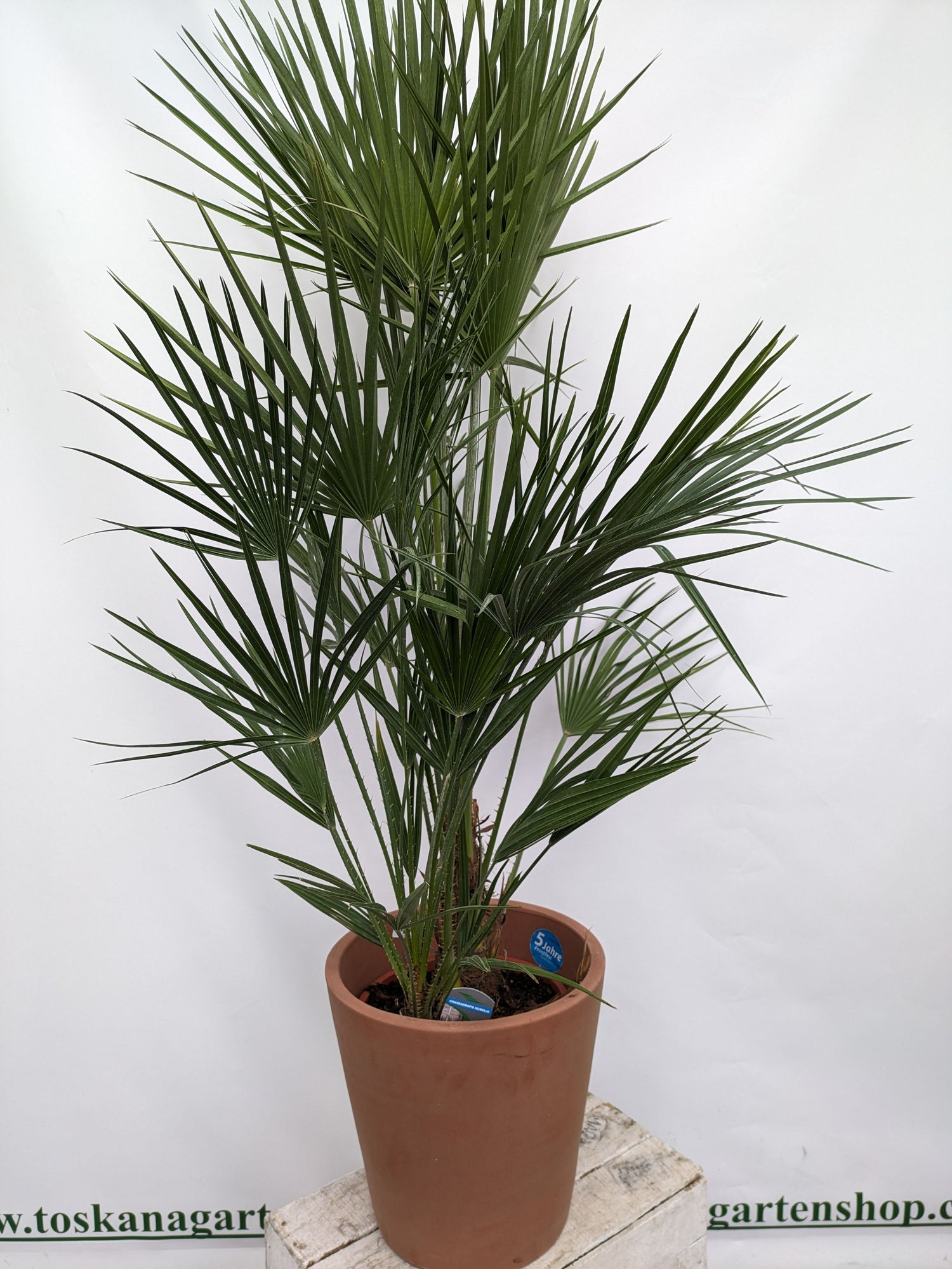 Chamaerops Palme 140cm