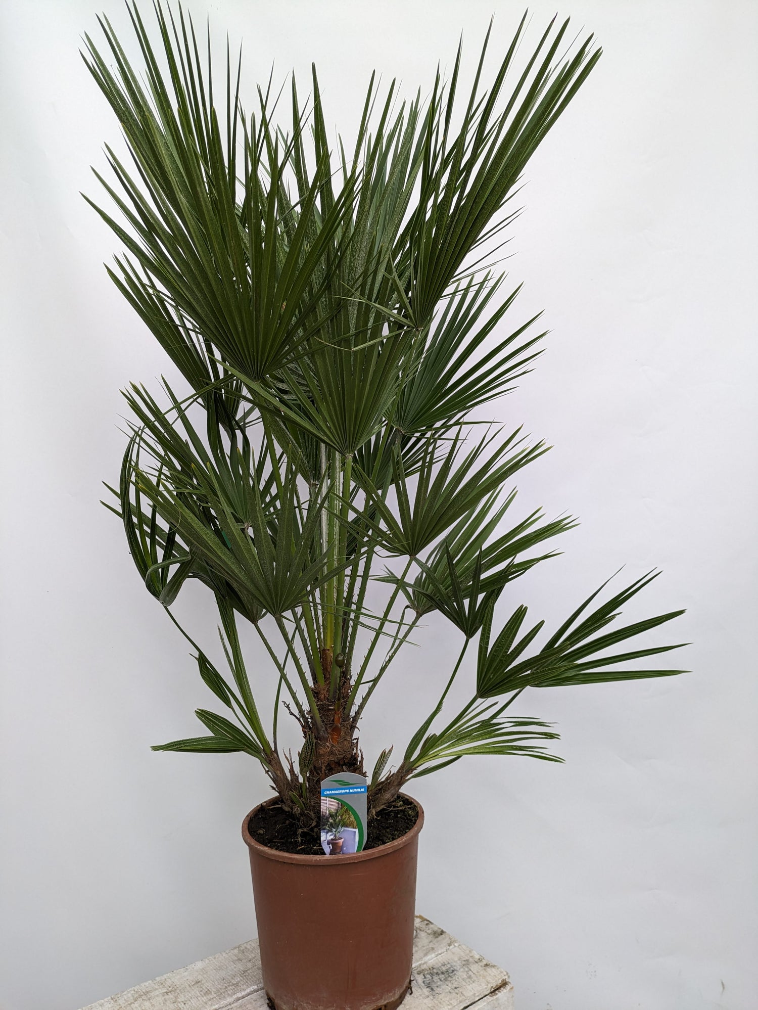 Chamaerops 110cm