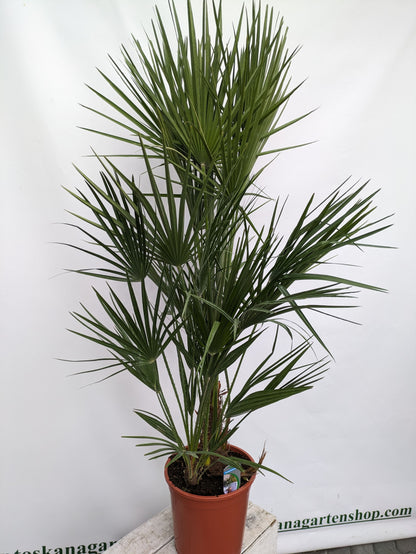 Fächerpalme Chamaerops 140cm