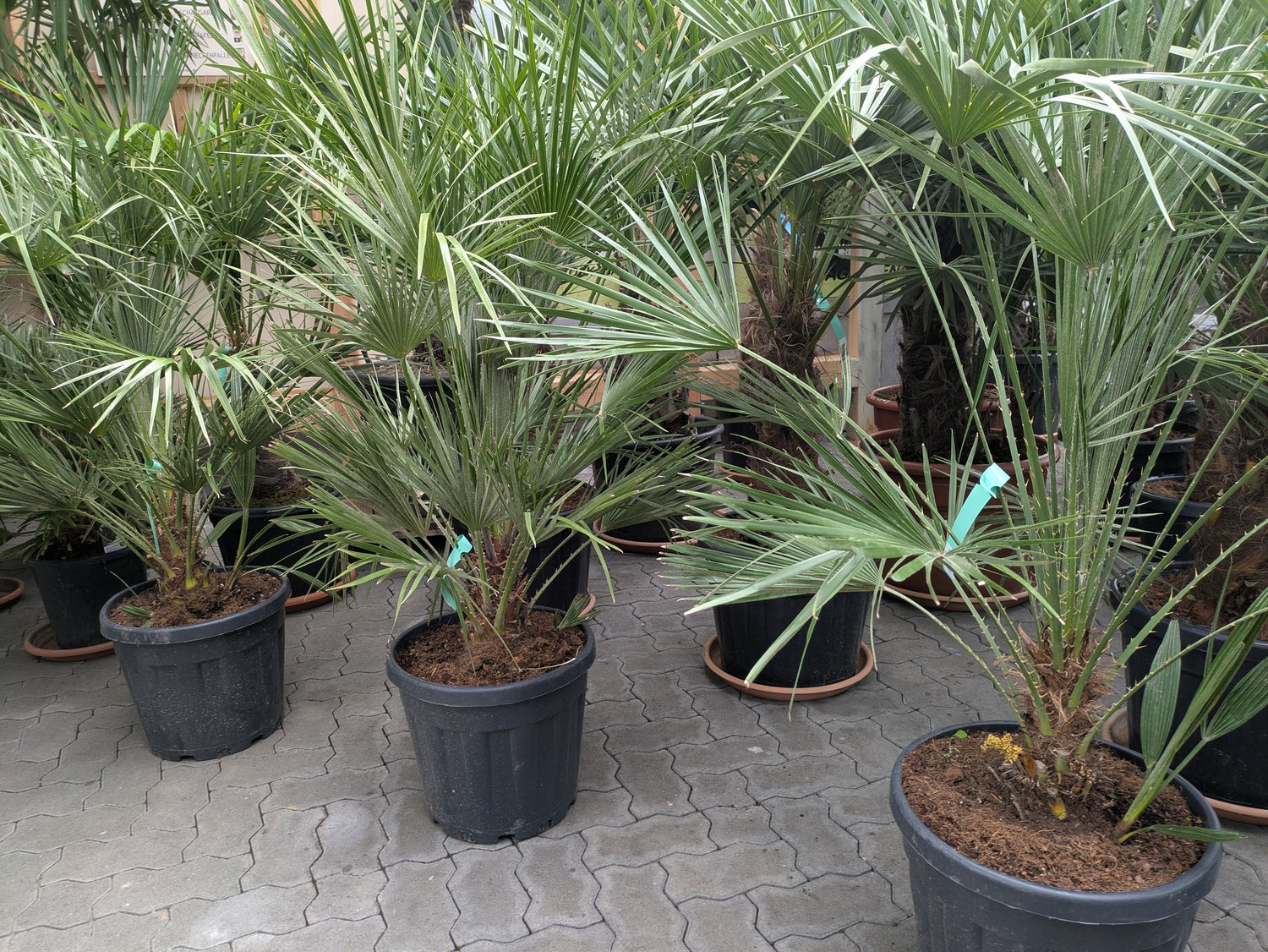  mehrere Chamaerops andalusia im Toskanagarten Lingenfeld