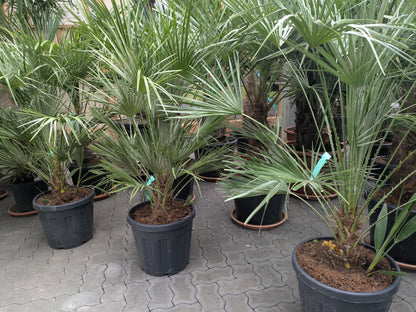  mehrere Chamaerops andalusia im Toskanagarten Lingenfeld