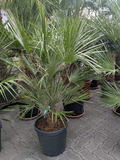 Chamaerops andalusia 155cm  im Toskanagarten Lingenfeld