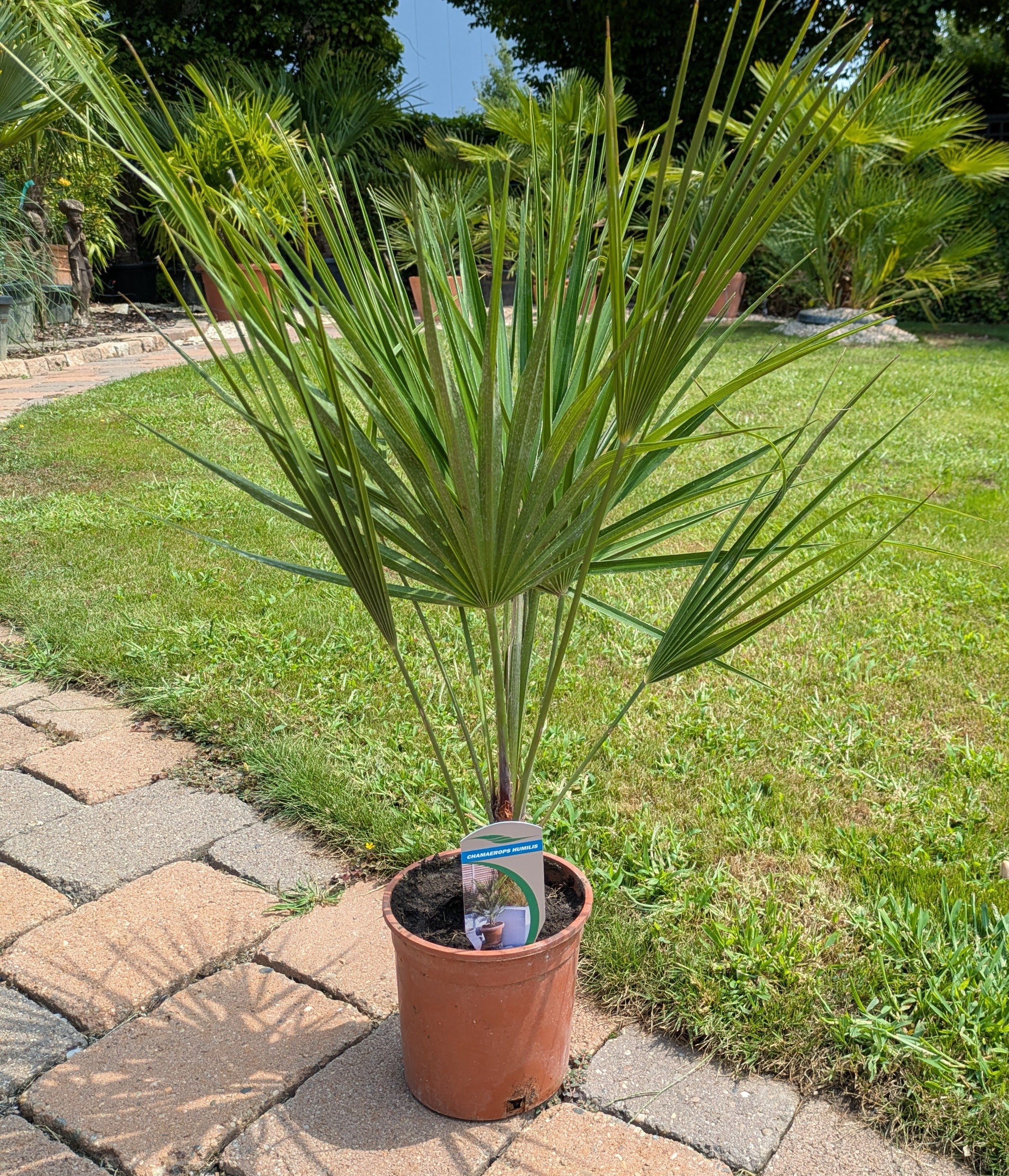 Chamaerops humillis  im Schaugarten