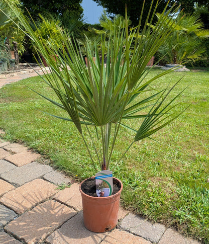 Chamaerops humillis  im Schaugarten