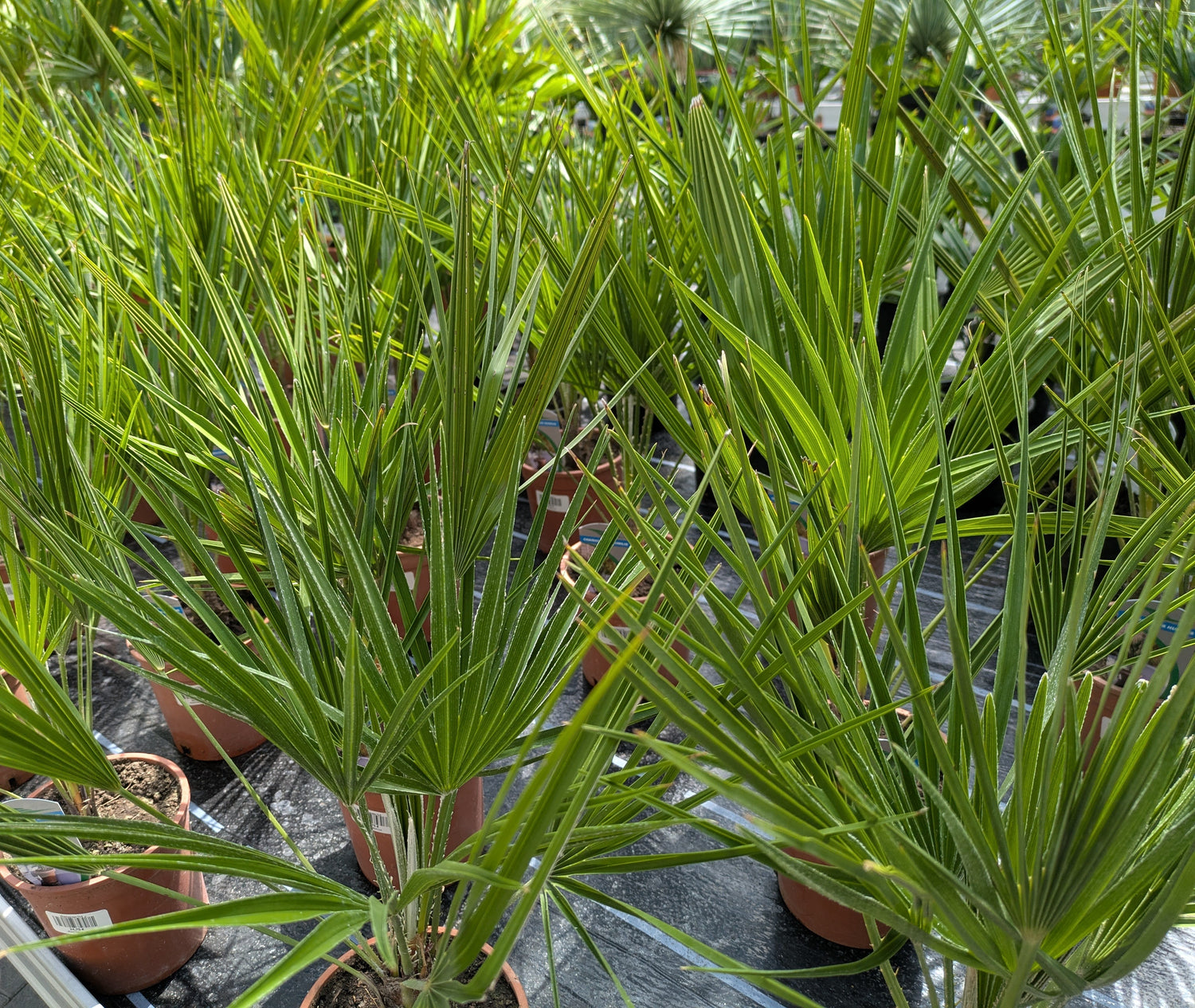 Chamaerops humillis  in der ärtnerei Scherer Lingenfeld