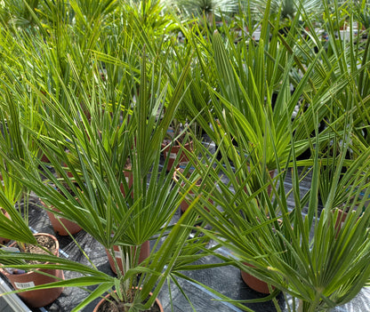 Chamaerops humillis  in der ärtnerei Scherer Lingenfeld