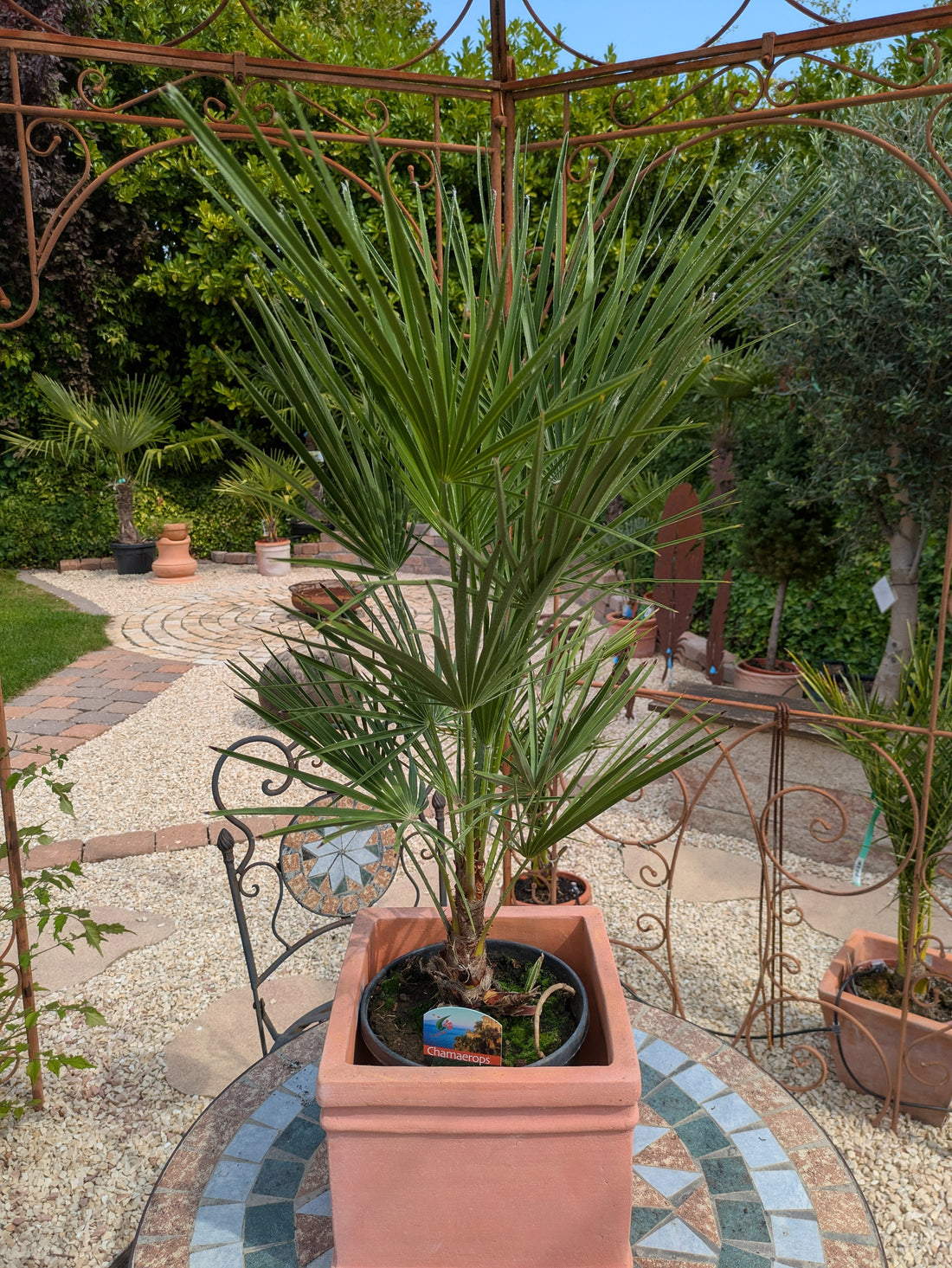Chamaerops 80cm