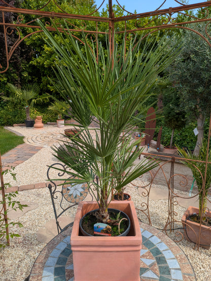 Chamaerops 80cm
