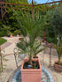 Chamaerops 80cm