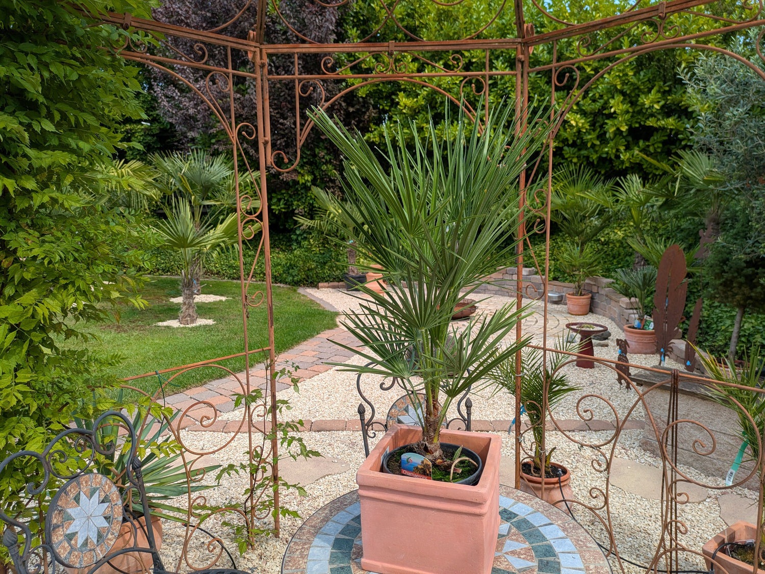 Chamaerops humilis ,Zwergpalme 80cm