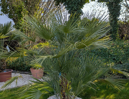 Chamaerops xxl im Schaugarten Lingenfeld
