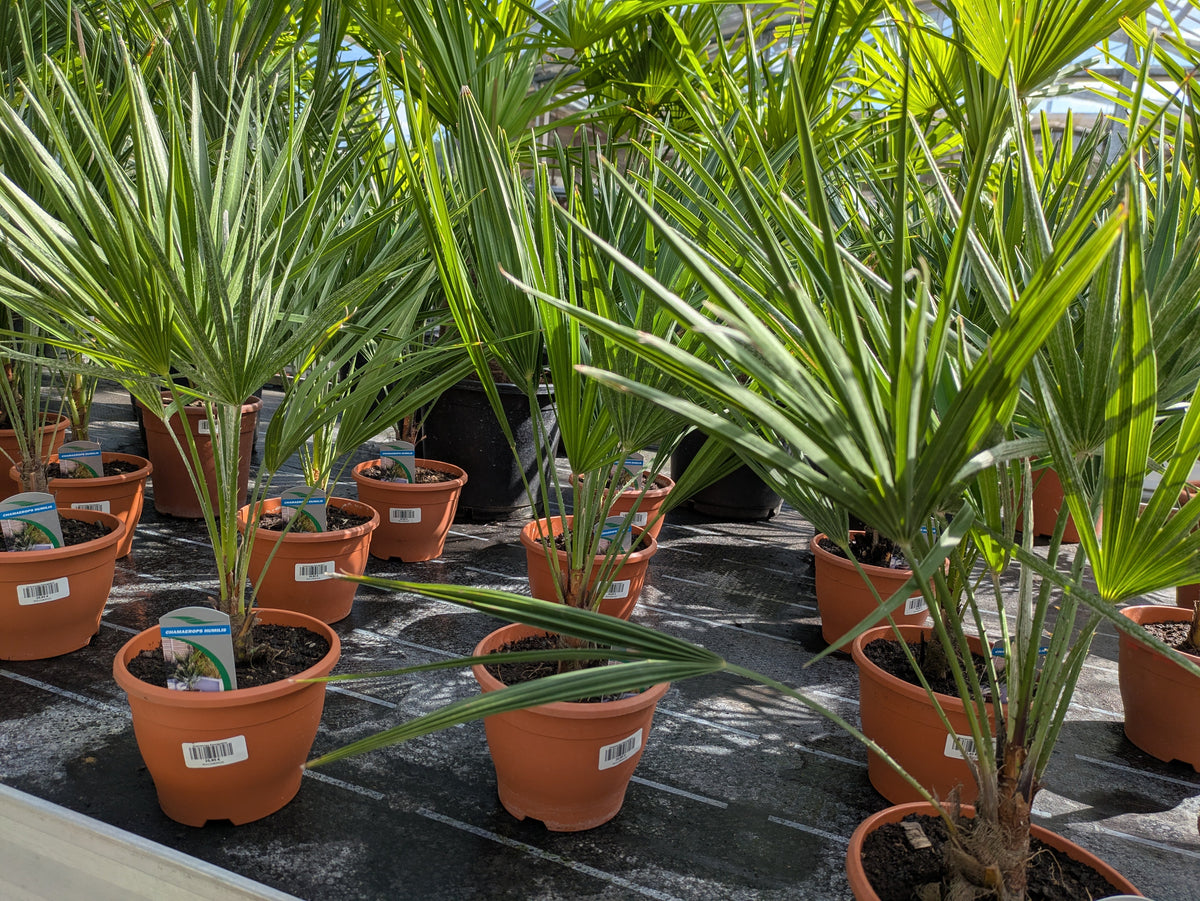 Chamaerops in der Gärtnerei Scherer