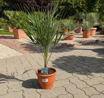 Chamaerops humilis, enano