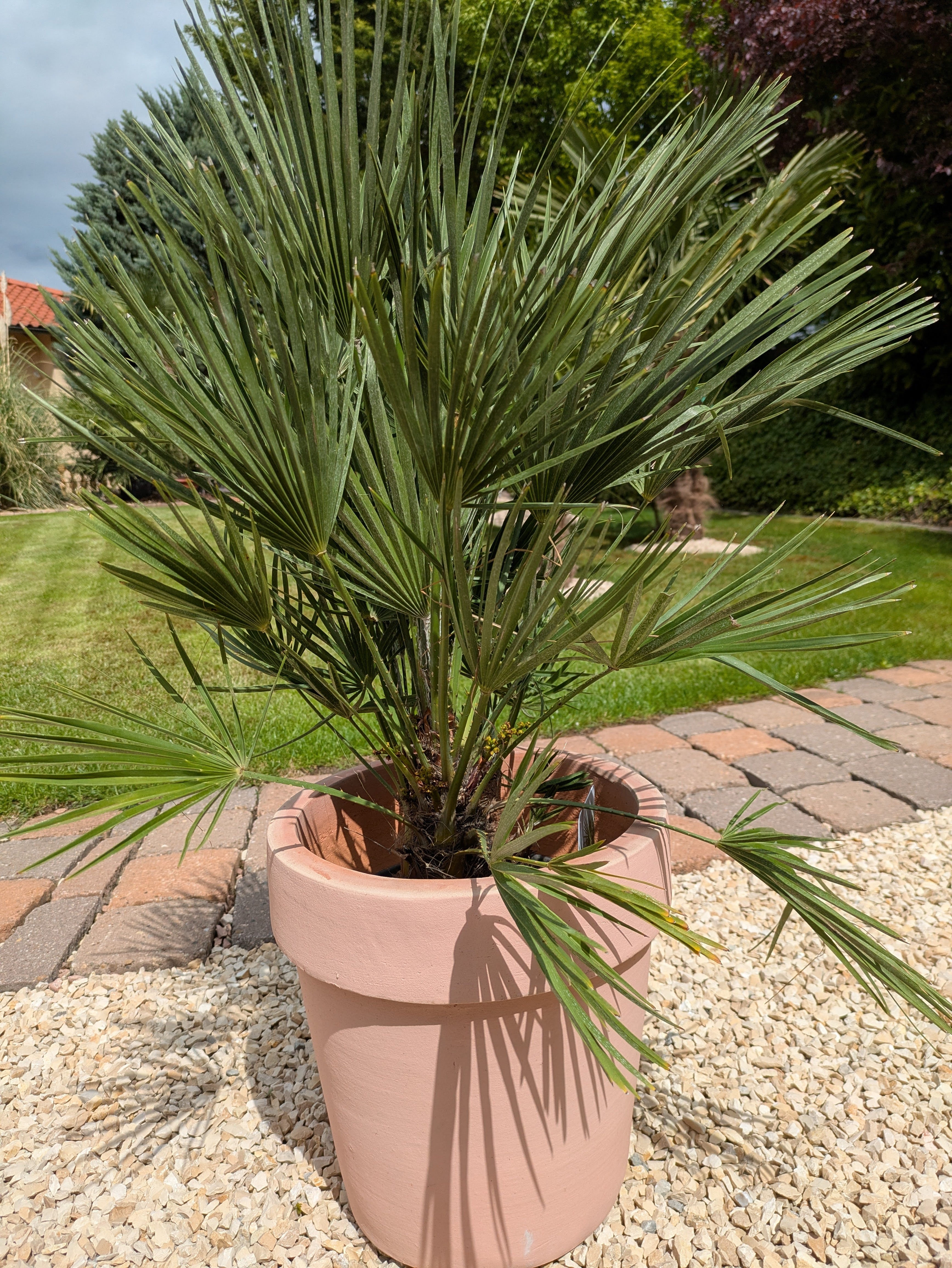 Chamaerops , humilis Zwergpalme, 90cm
