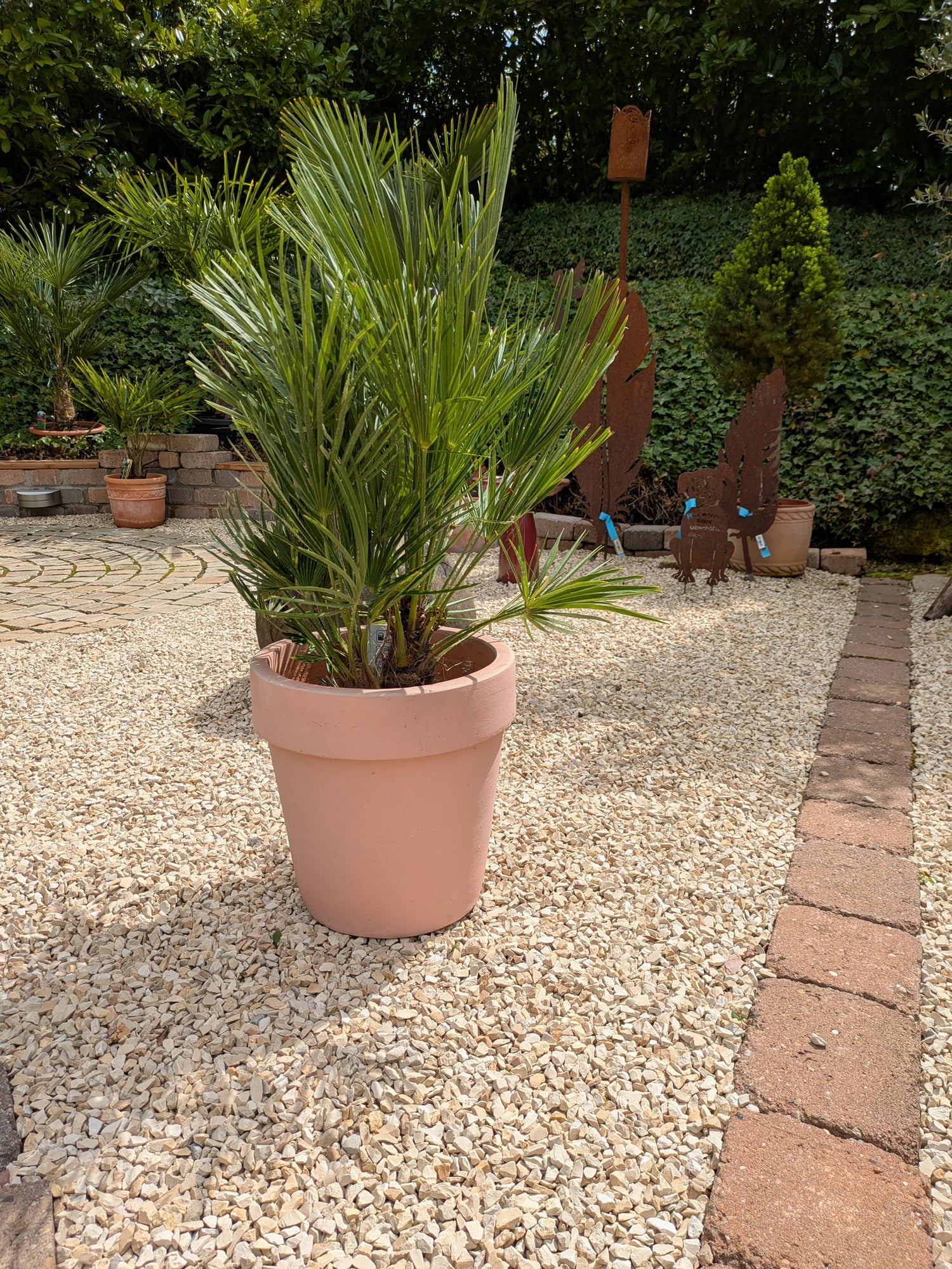 Chamaerops , humilis Zwergpalme, 90cm