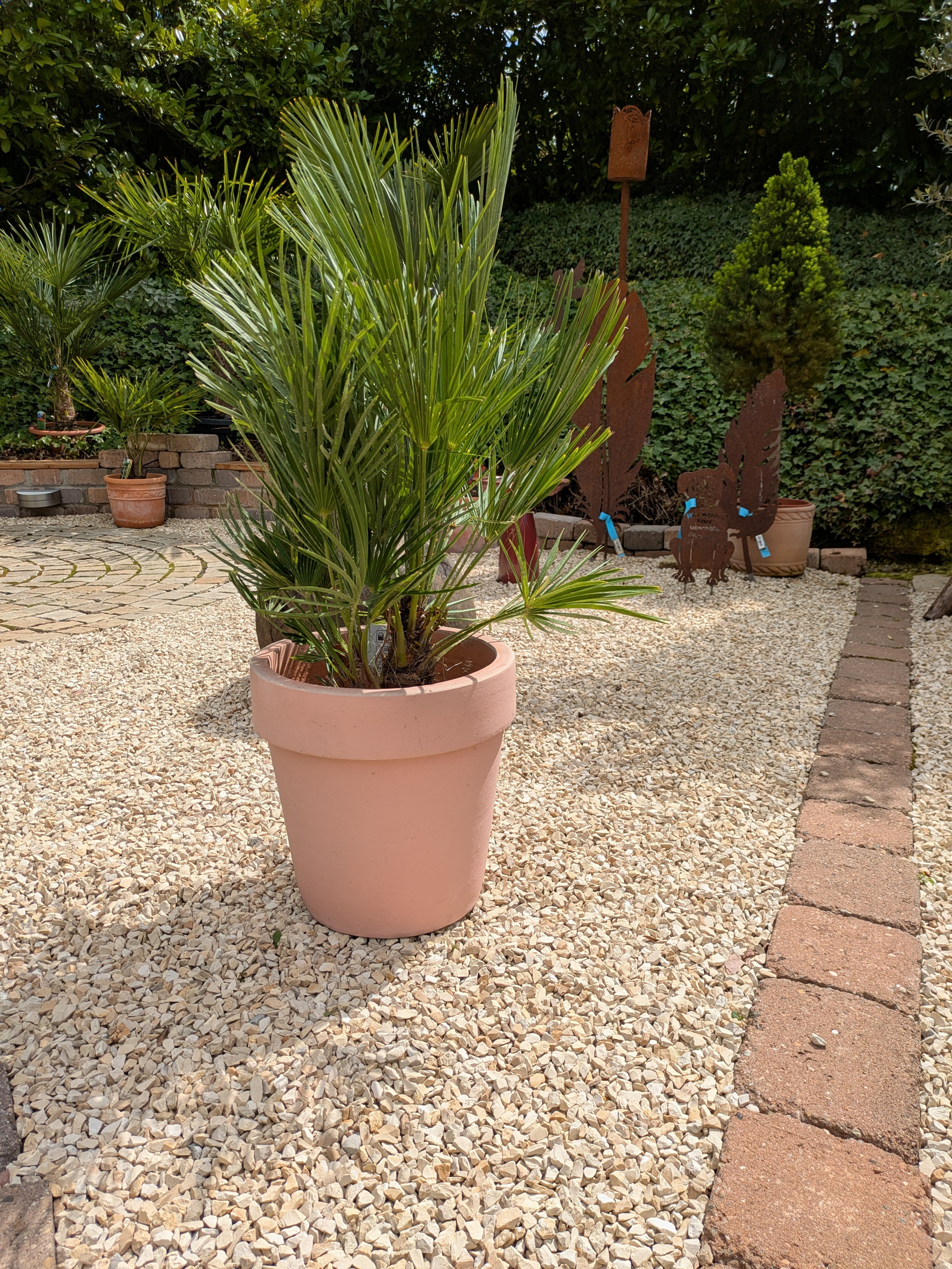 Chamaerops , humilis Zwergpalme, 90cm