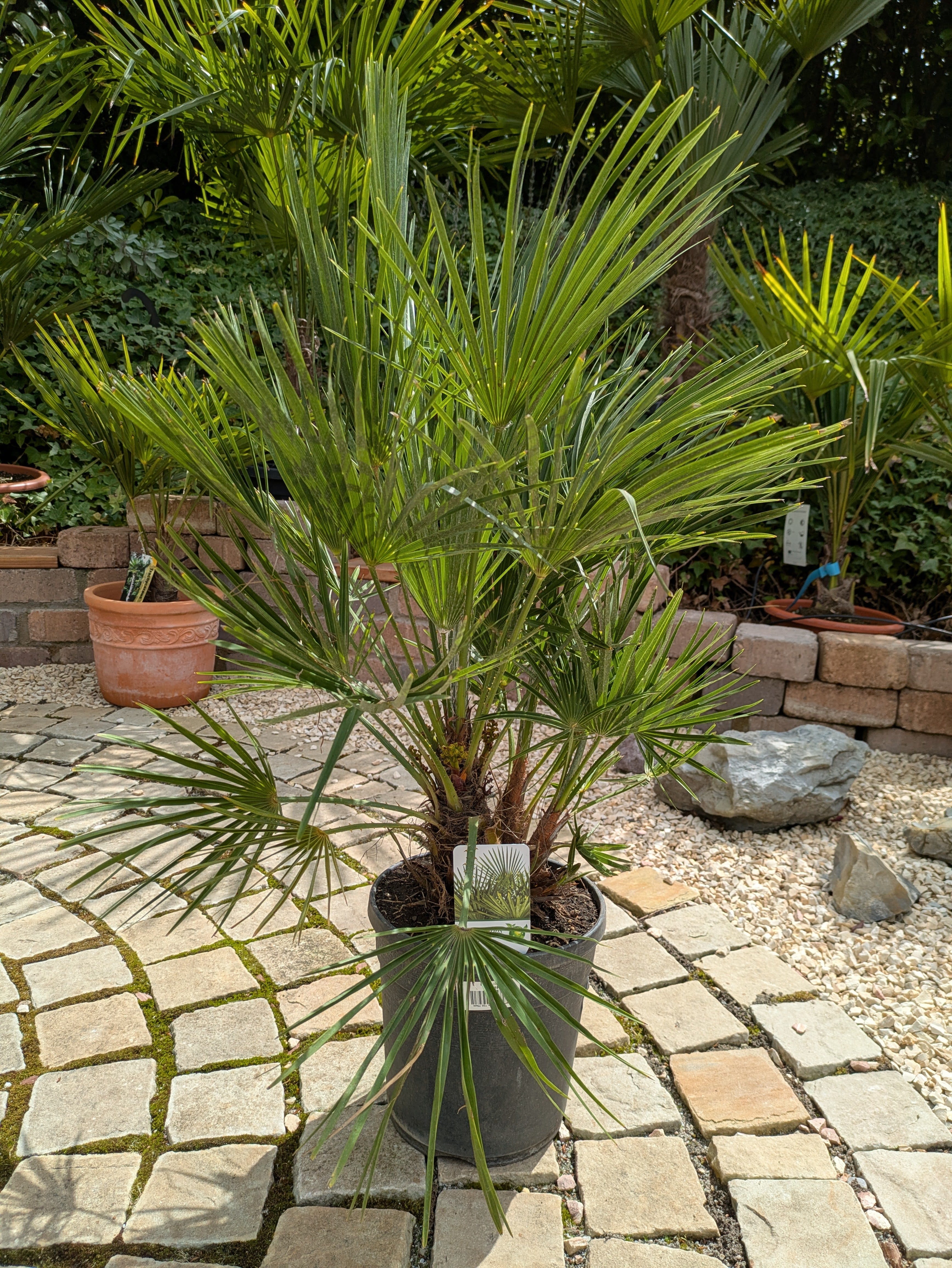 Chamaerops , humilis Zwergpalme, 90cm
