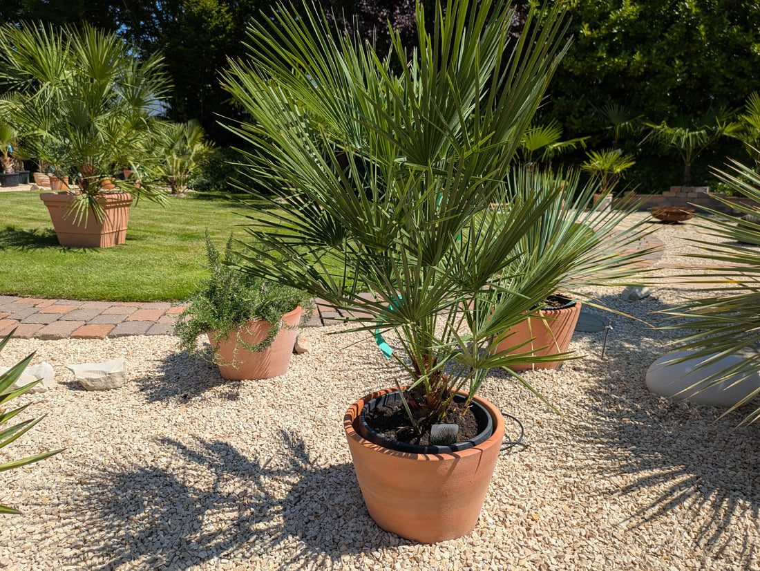 Chamaerops Fächerpalme im Schaugarten