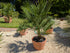 Chamaerops Fächerpalme im Schaugarten