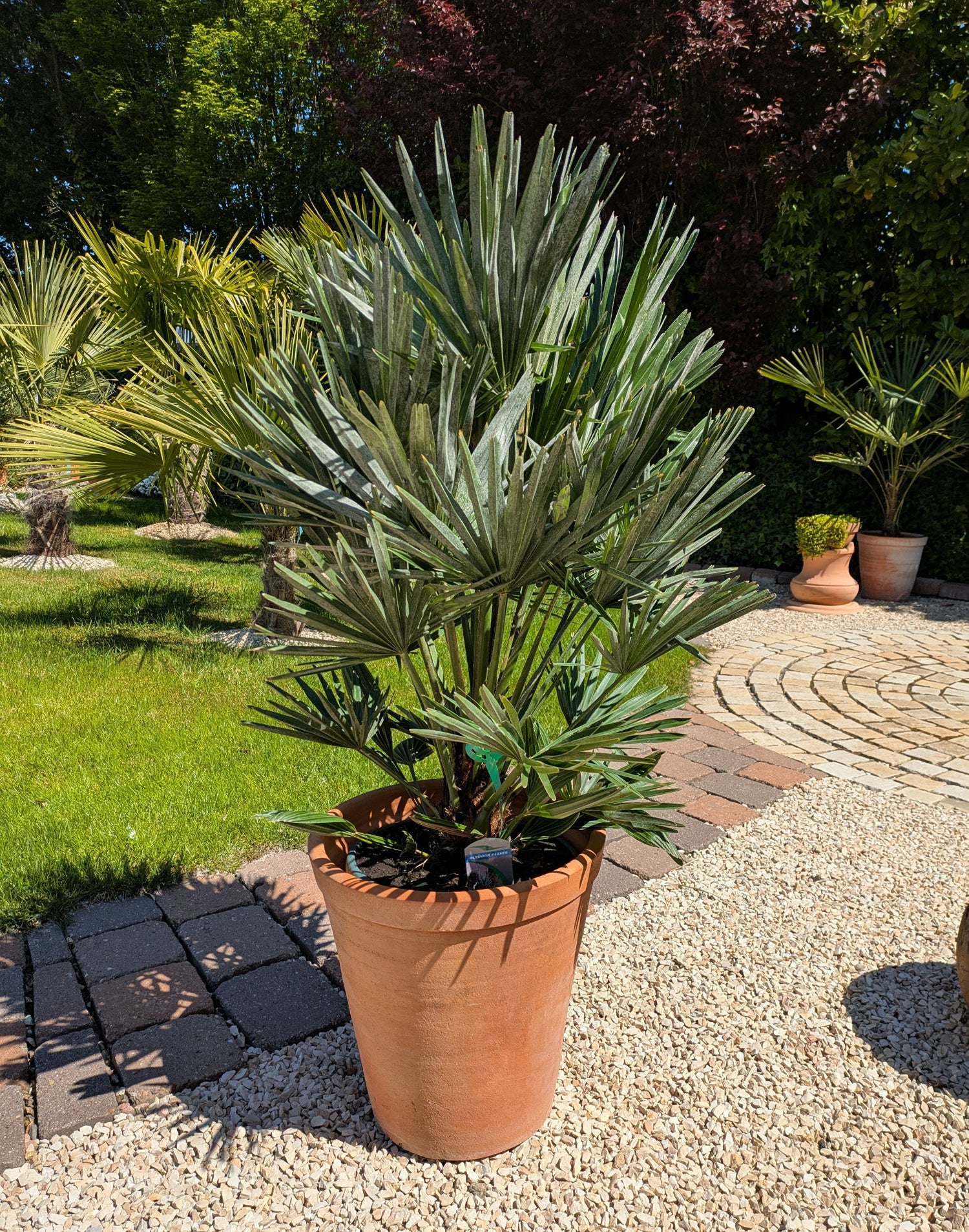 Chamaerops vulcano 110cm im Toskanagarten Pfalz