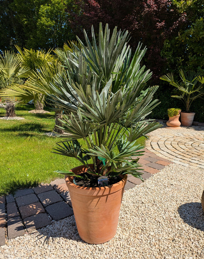 Chamaerops vulcano 110cm im Toskanagarten Pfalz