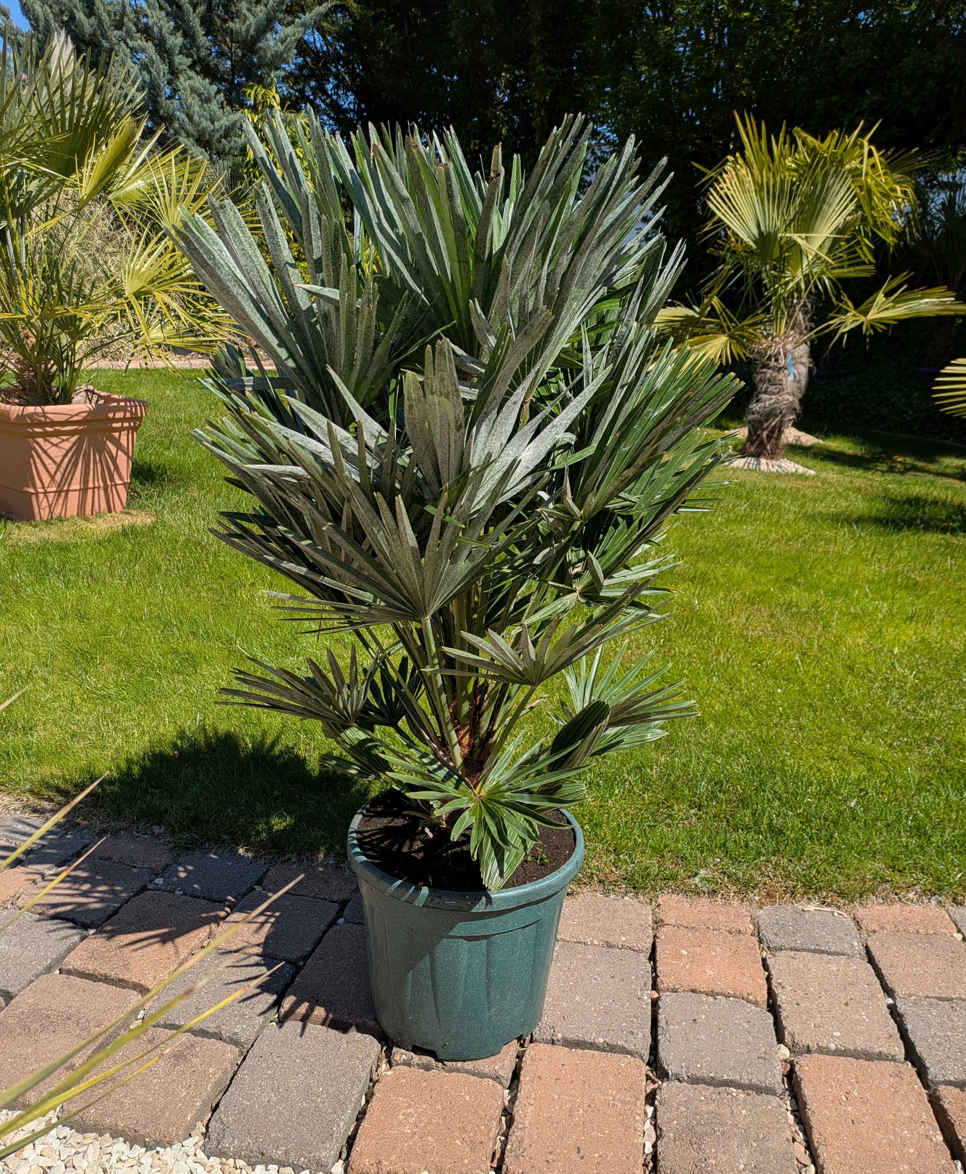Chamaerops vulcano 110cm höhe