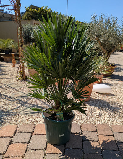 Chamaerops vulcano im Toskanagarten