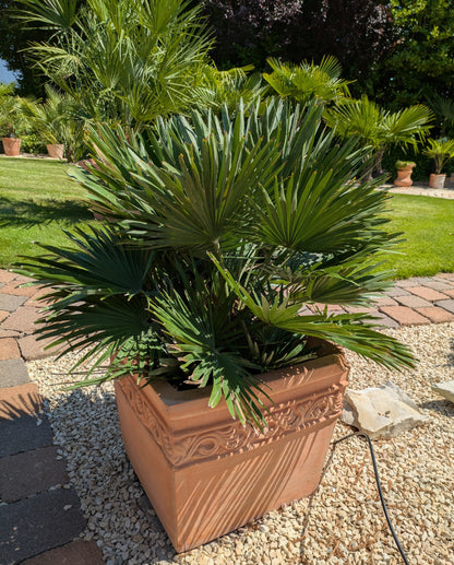 Chamaerops humilis var. argentea