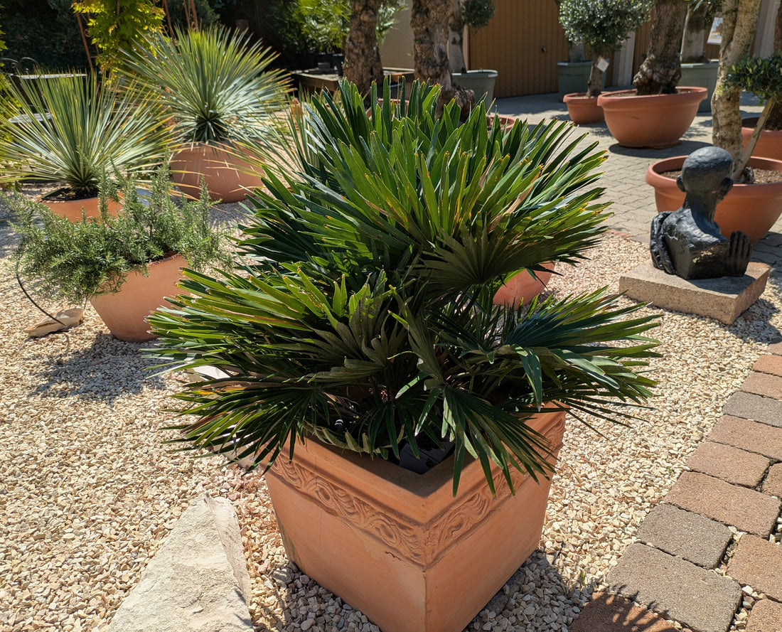chamaerops vulkano im Toskanagarten