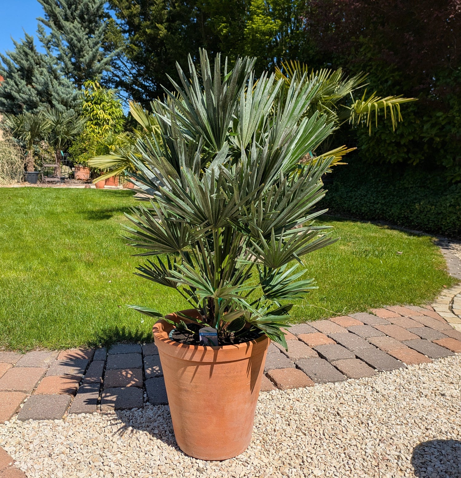 Chamaerops vulcano