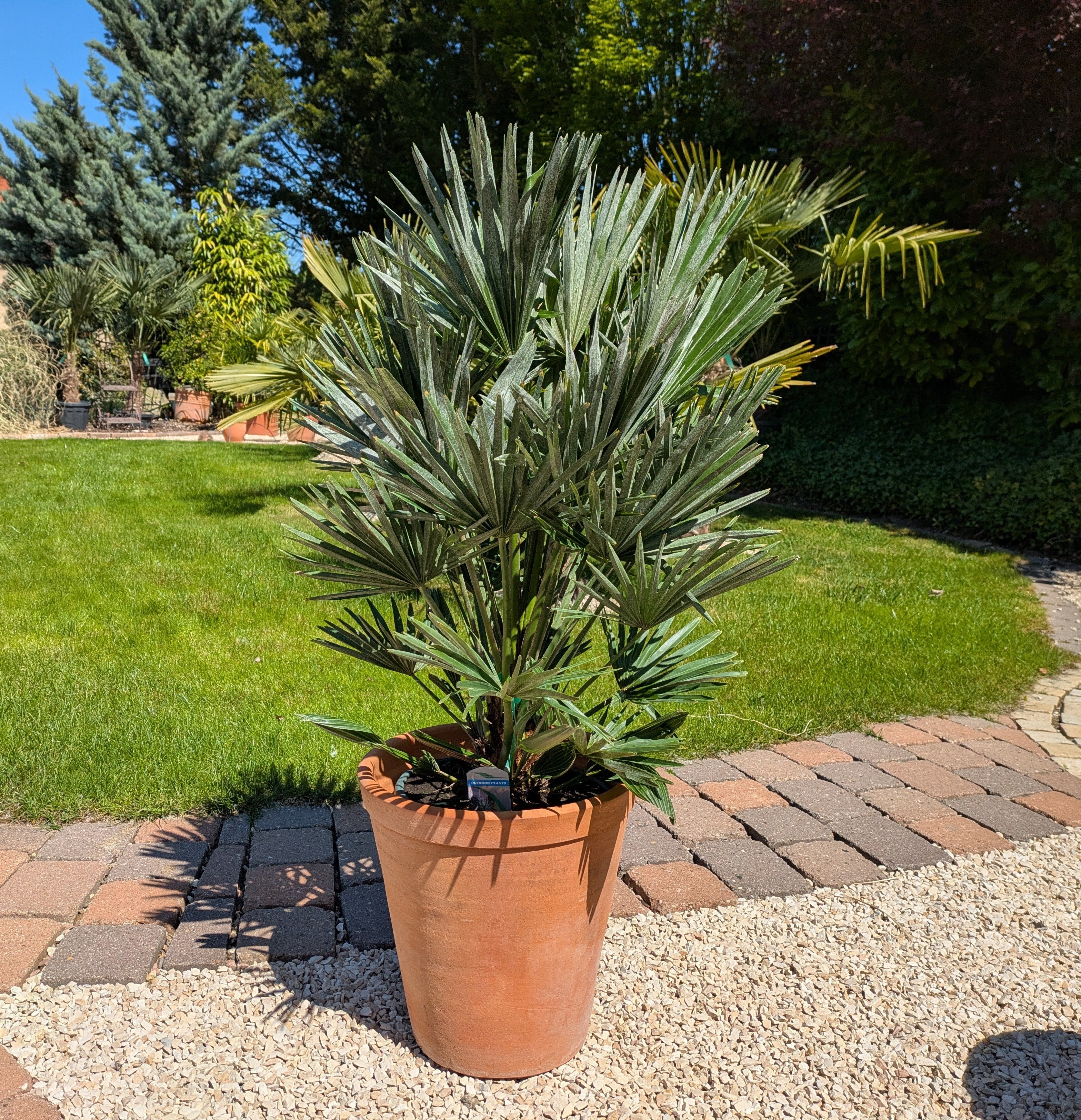Chamaerops vulcano