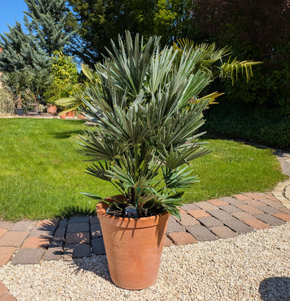 Chamaerops vulcano