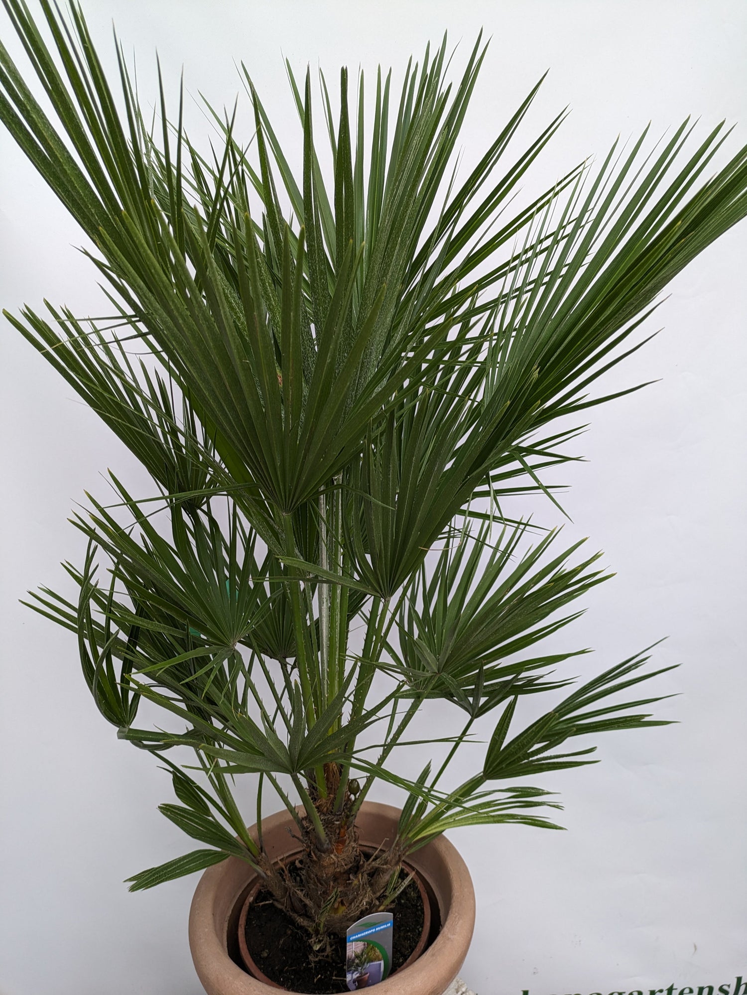 110cm hohe Chamaerops Palme