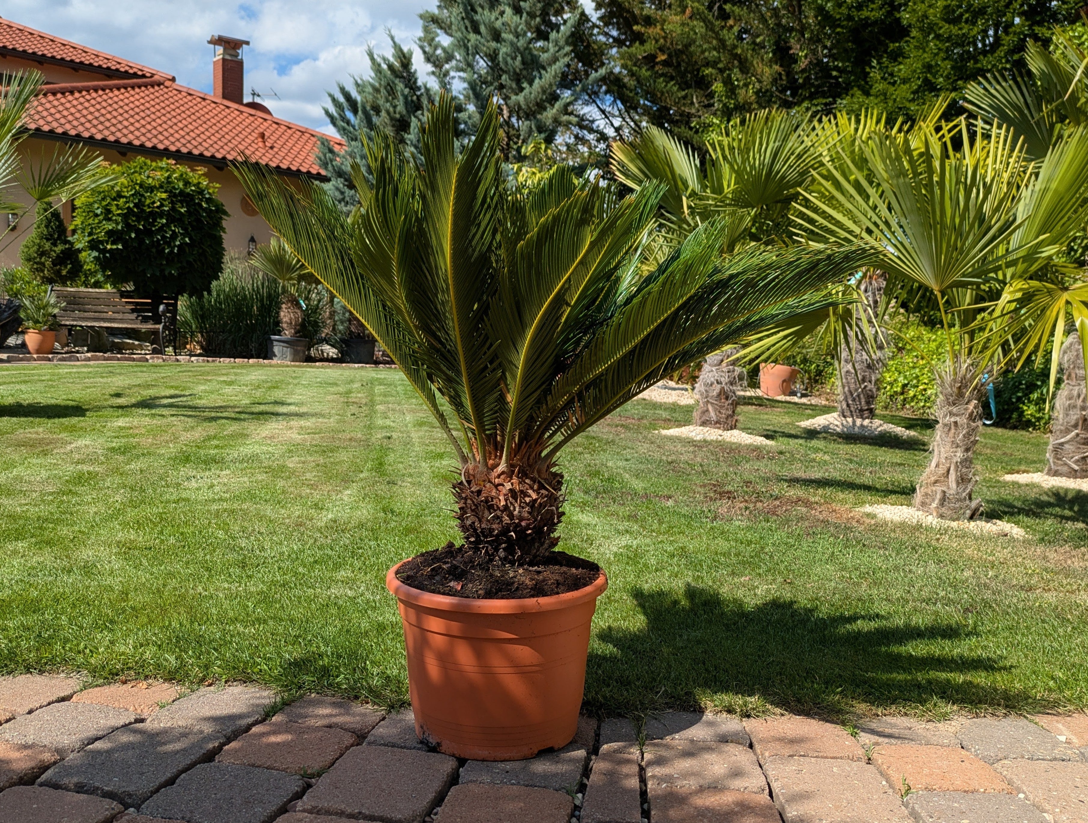 Cycas Palmfarn 10  Jahre alt