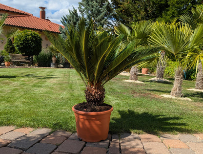 Cycas Palmfarn 10  Jahre alt